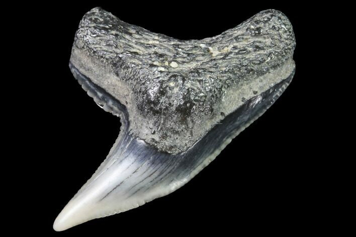 Colorful Fossil Tiger Shark (Galeocerdo) Tooth - Virginia #91840